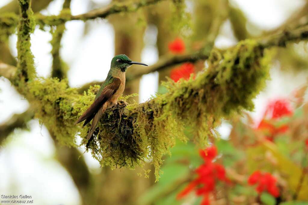 Fawn-breasted Brilliantadult, habitat