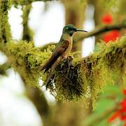 Fawn-breasted Brilliant