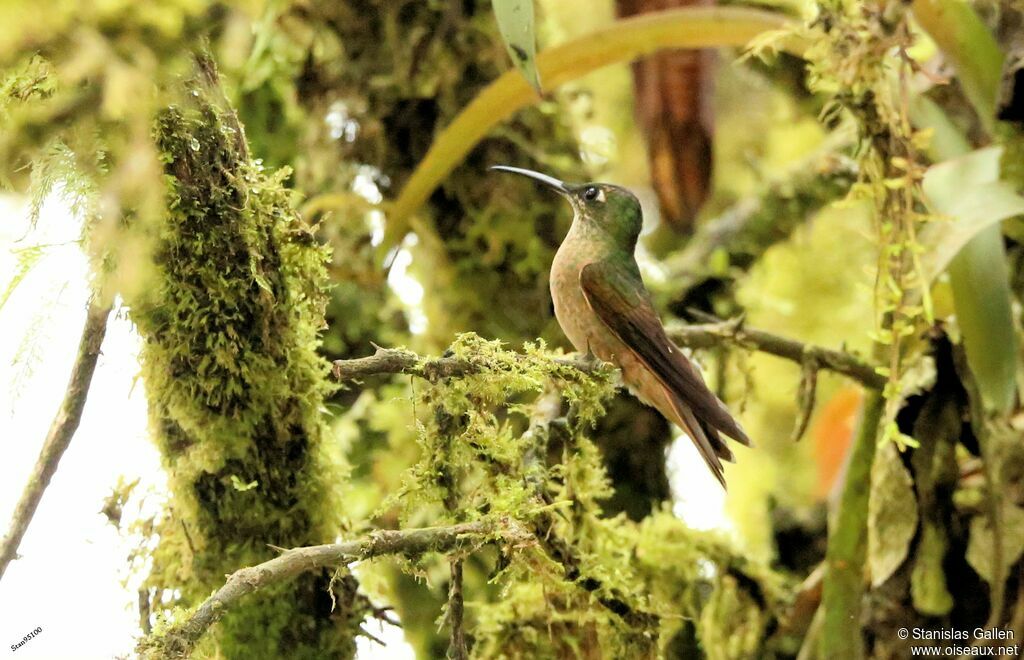 Fawn-breasted Brilliantadult