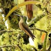 Fawn-breasted Brilliant