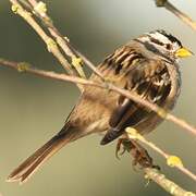 White-crowned Sparrow