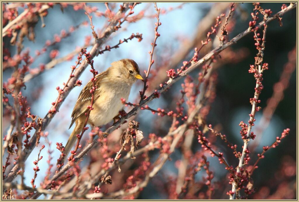 White-crowned Sparrow female adult