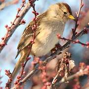 White-crowned Sparrow