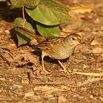 Bruant à couronne dorée