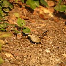 Bruant à couronne dorée