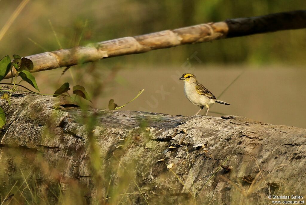 Yellow-browed Sparrow male adult breeding