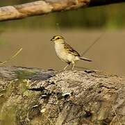 Yellow-browed Sparrow