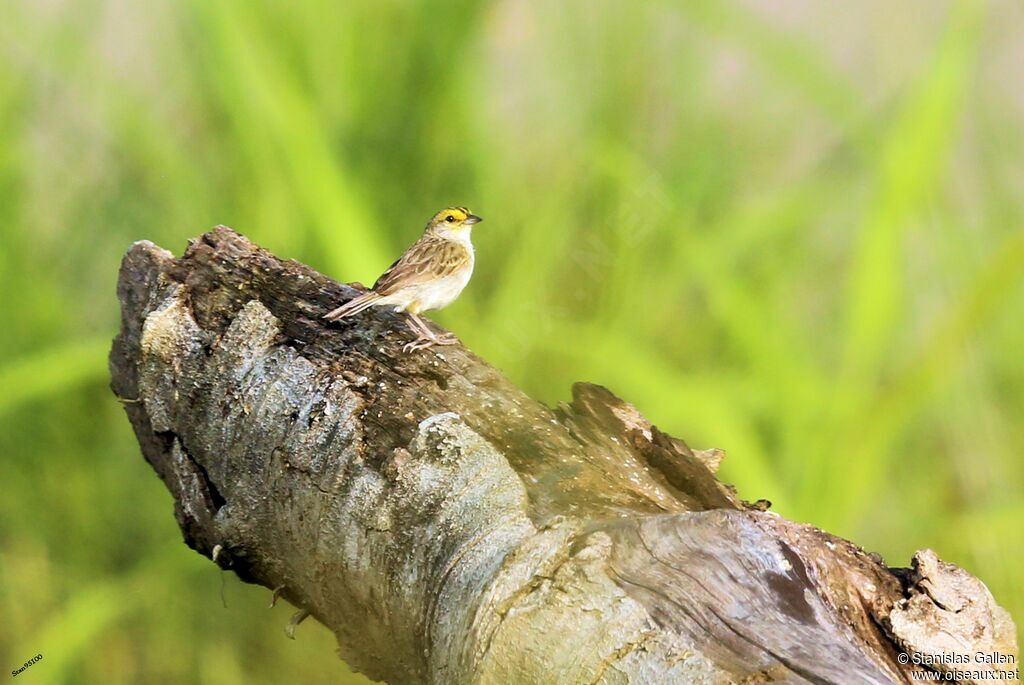 Yellow-browed Sparrow male adult breeding