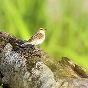 Yellow-browed Sparrow