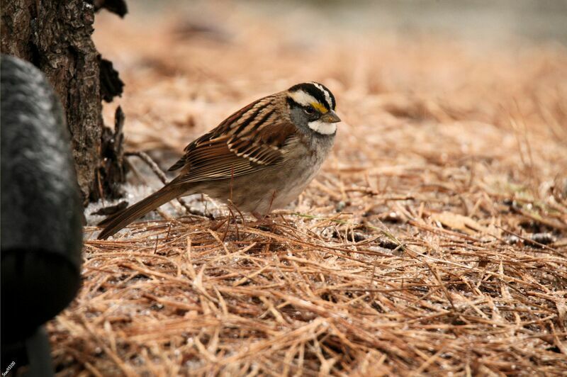 White-throated Sparrow male adult breeding