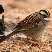 White-throated Sparrow