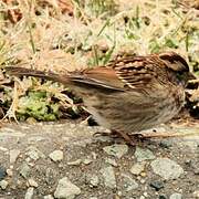 White-throated Sparrow