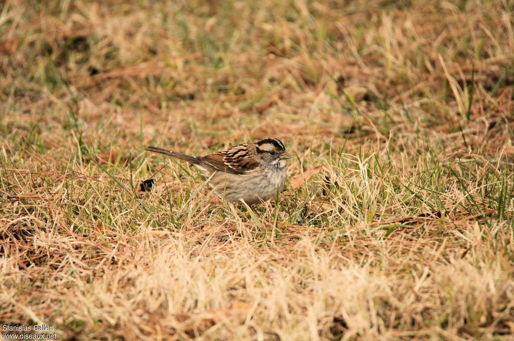 White-throated Sparrowjuvenile, identification