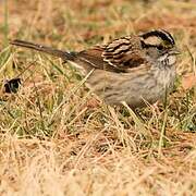 White-throated Sparrow