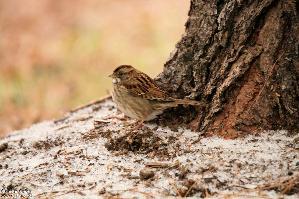 White-throated SparrowFirst year, identification