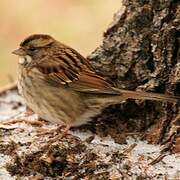 White-throated Sparrow