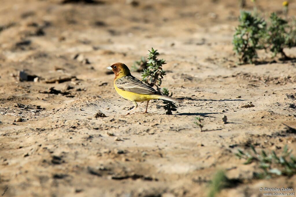 Red-headed Bunting male adult breeding, Reproduction-nesting