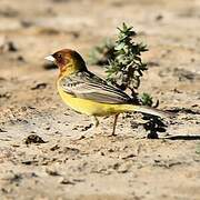 Red-headed Bunting