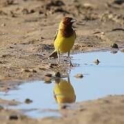 Red-headed Bunting