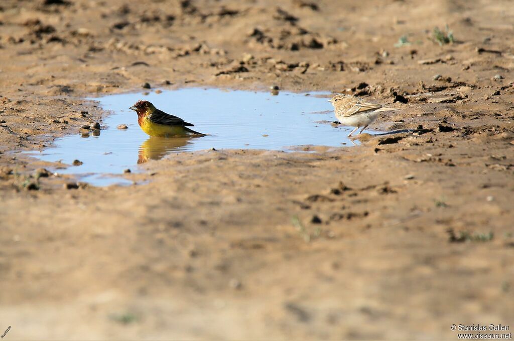 Red-headed Bunting male adult breeding, Reproduction-nesting