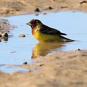 Red-headed Bunting