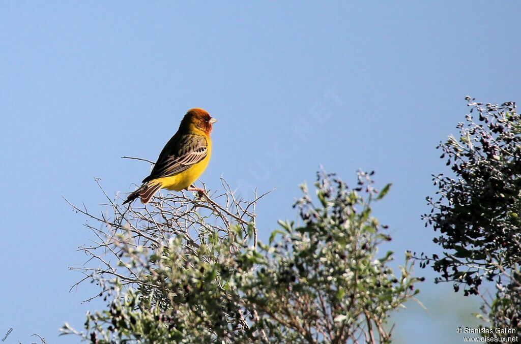 Red-headed Bunting male adult breeding, Reproduction-nesting