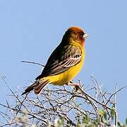 Red-headed Bunting