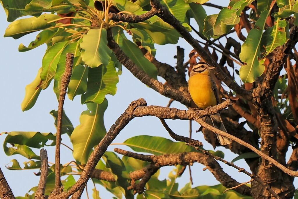 Brown-rumped Bunting male adult breeding