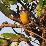 Brown-rumped Bunting