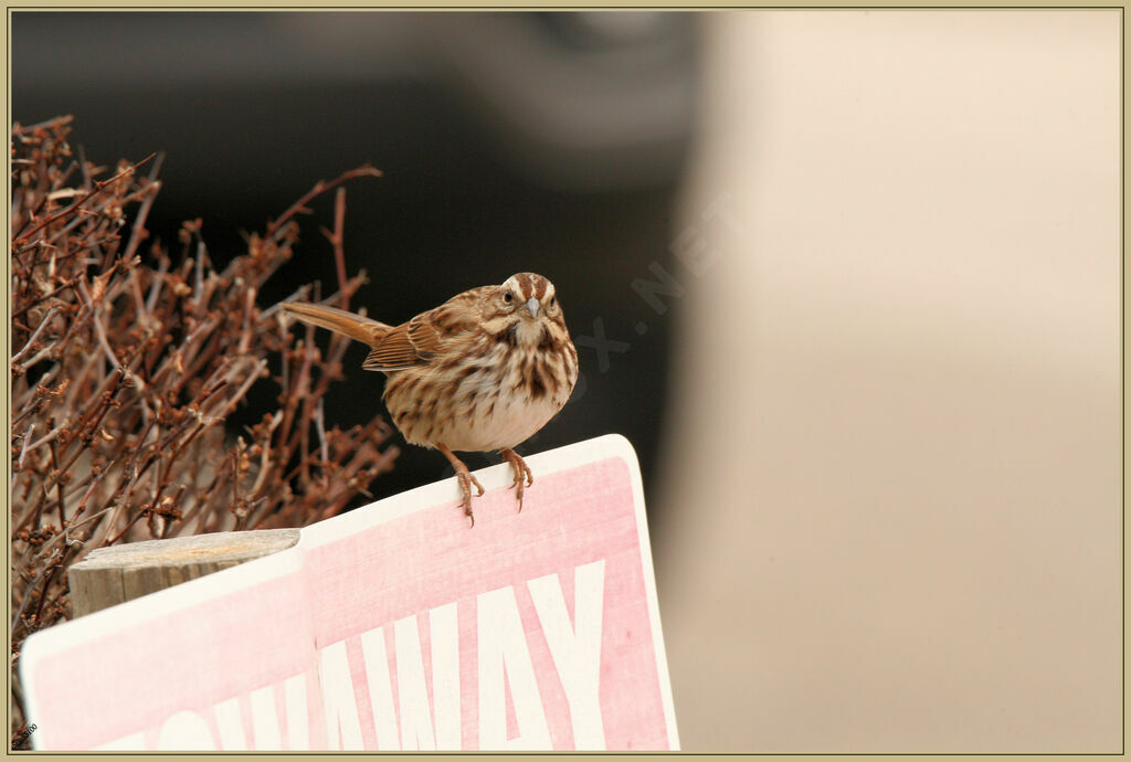 Song Sparrow male adult breeding