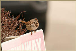 Song Sparrow