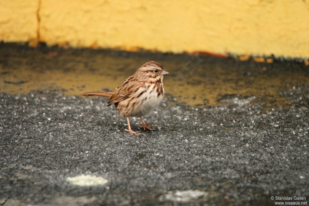 Song Sparrow male adult breeding