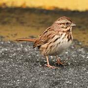 Song Sparrow