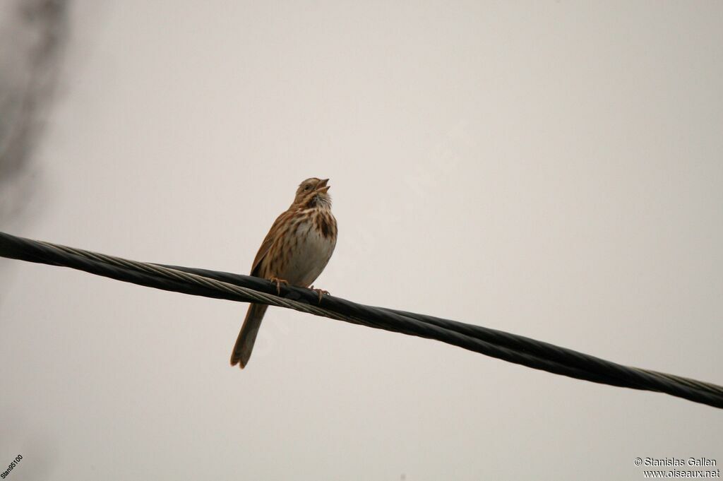 Song Sparrow male adult breeding