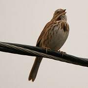 Song Sparrow