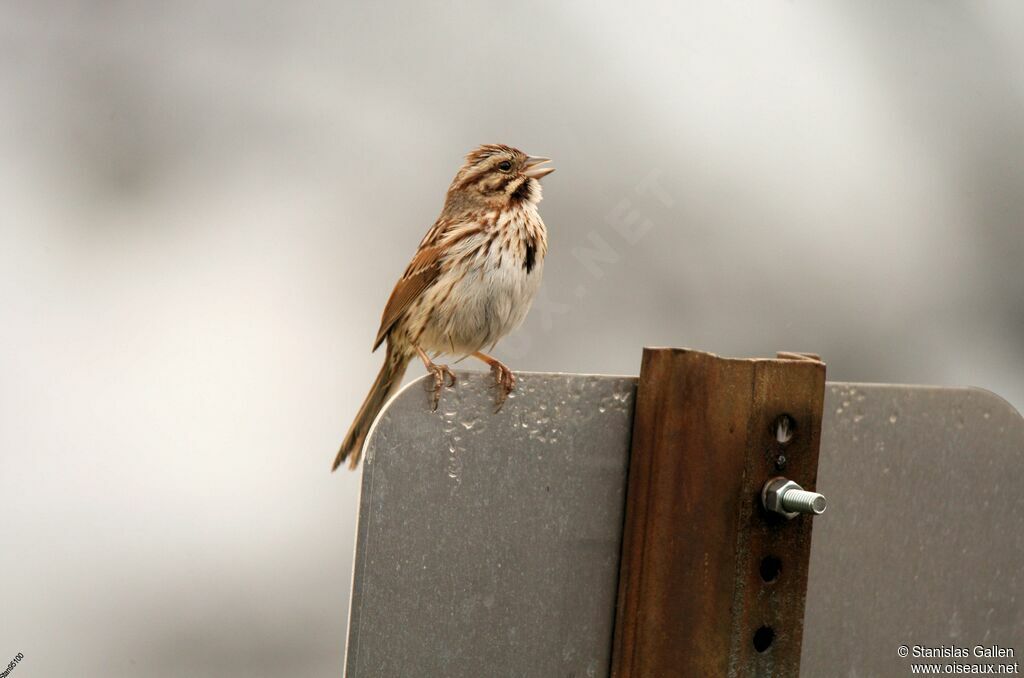 Song Sparrow male adult breeding