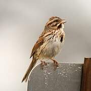 Song Sparrow