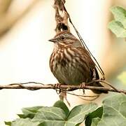 Song Sparrow