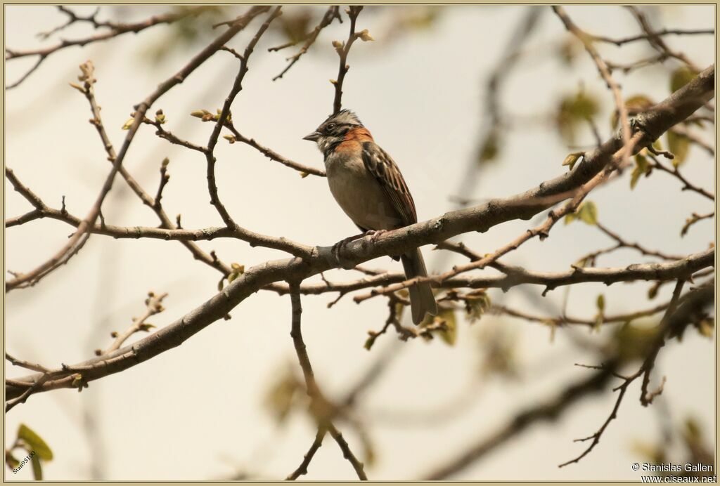 Rufous-collared Sparrowadult breeding, close-up portrait