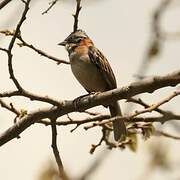 Rufous-collared Sparrow