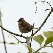 Rufous-collared Sparrow