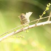 Lincoln's Sparrow