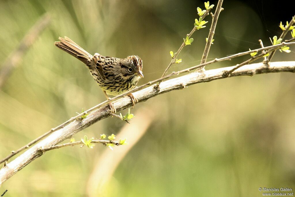 Lincoln's Sparrowadult