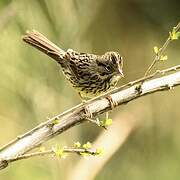 Lincoln's Sparrow