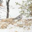 Bruant des neiges