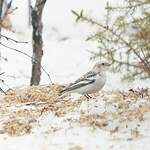 Bruant des neiges