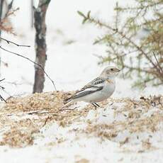 Bruant des neiges