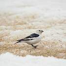 Bruant des neiges