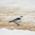 Bruant des neiges