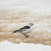 Bruant des neiges